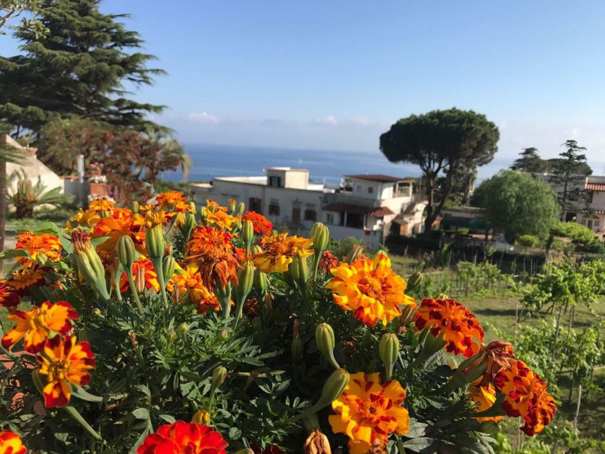 Villa Araucaria 카사밋쵸라테르메 외부 사진